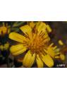 Australian Bush Flower Essences Tall Yellow Top Fiori Australiani