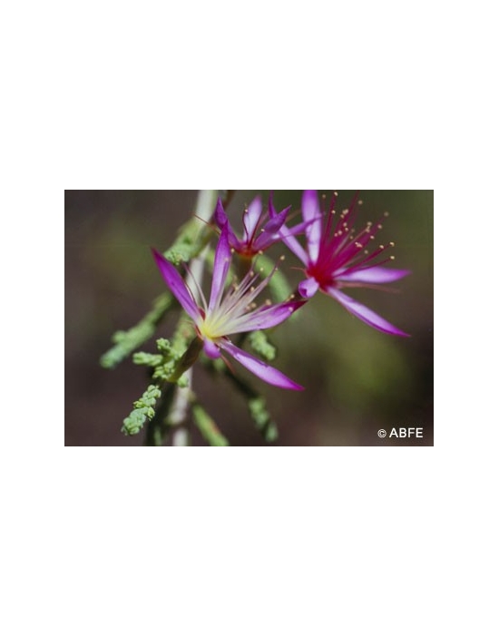 Australian Bush Flower Essences Turkey Bush Fiori Australiani