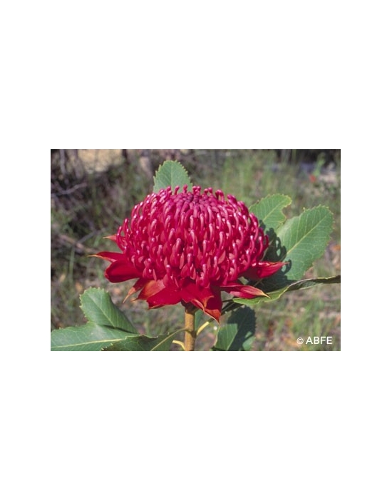 Australische Buschblüten Waratah Australian Bush Flower Essences