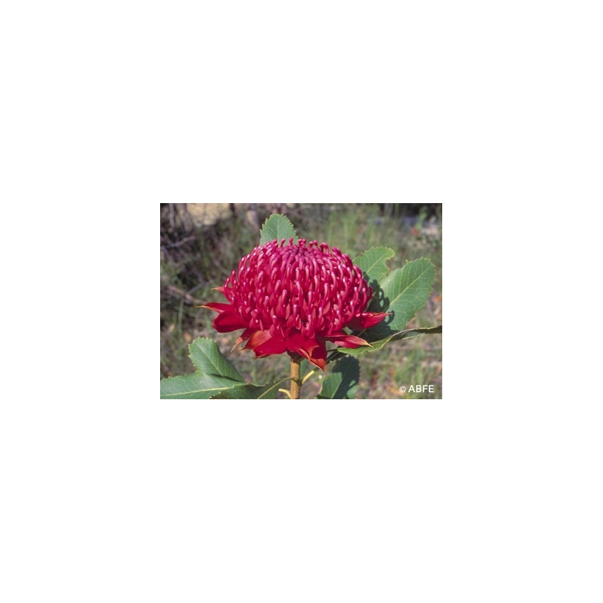 Australian Bush Flower Essences Waratah Fiori Australiani