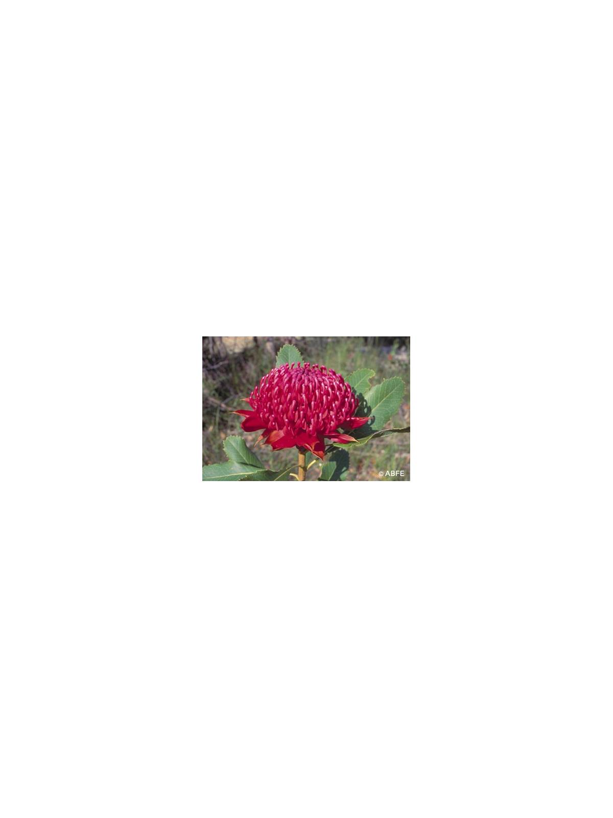 Waratah Flower Australian Bush Flower Essences