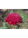 Australian Bush Flower Essences Waratah Fiori Australiani
