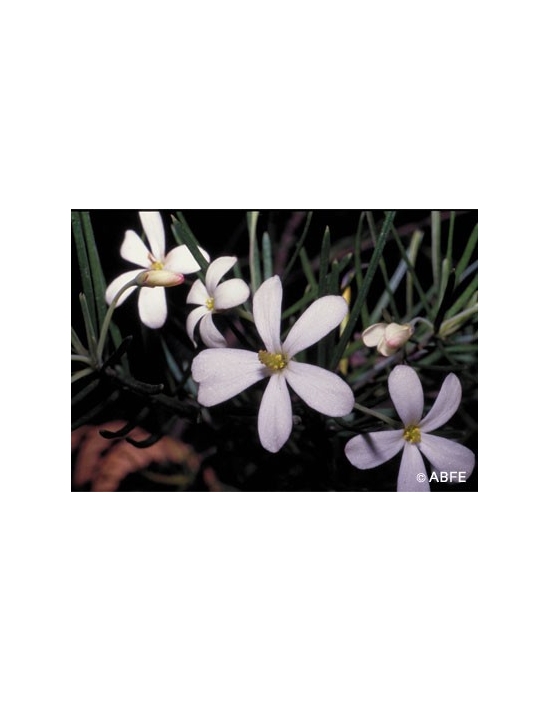 Wedding Bush Flower Australian Bush Flower Essences