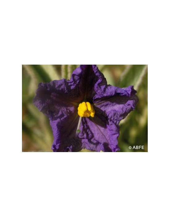 Australische Buschblüten Wild Potato Bush