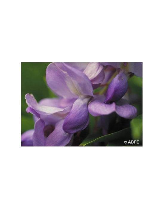 Australian Bush Flower Essences Wisteria Fiori Australiani