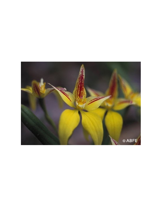 Yellow Cowslip Orchid Australian Bush Flower Essences