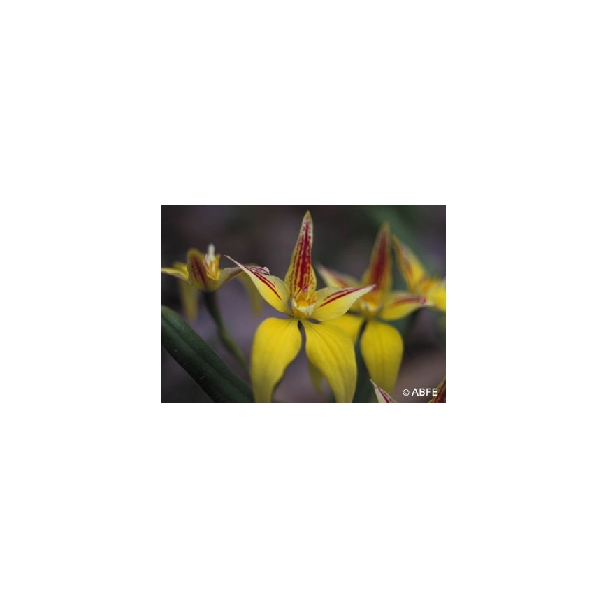 Australian Bush Flower Essences Yellow Cowslip Orchid Fiori Australiani