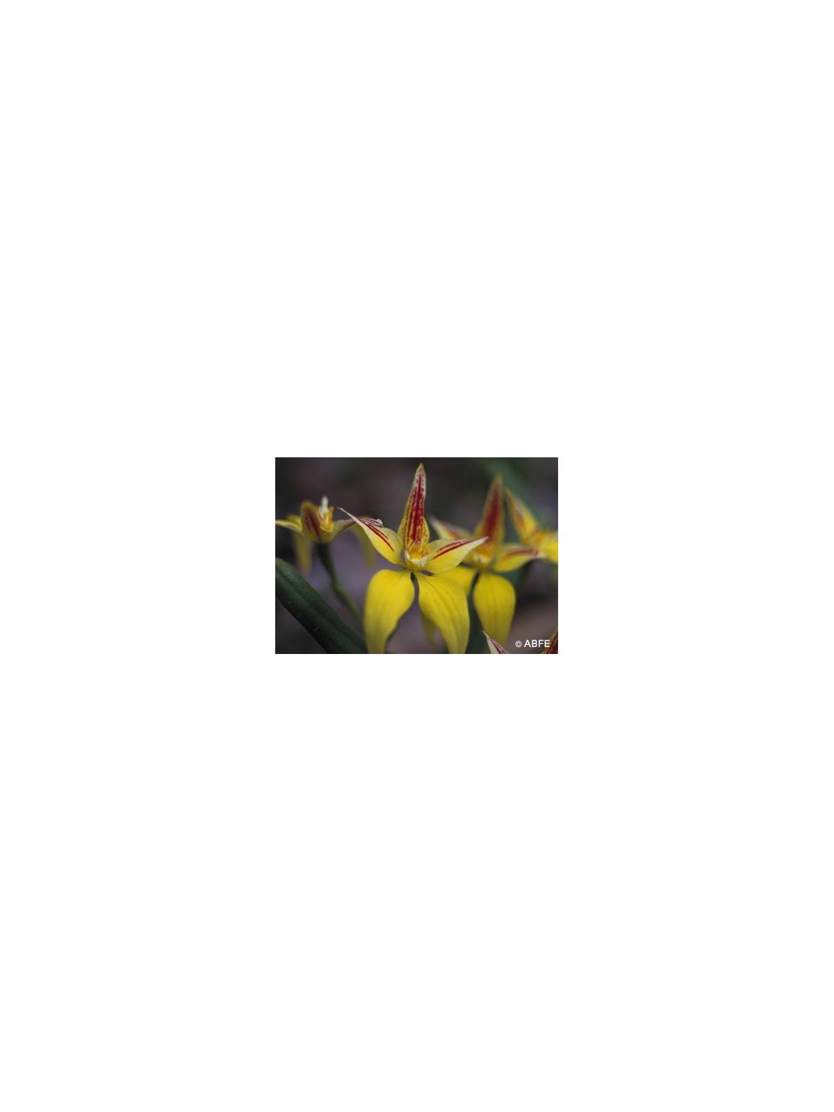 Yellow Cowslip Orchid Australian Bush Flower Essences