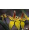 Australische Buschblüten Yellow Cowslip Orchid Australian Bush Flower Essences