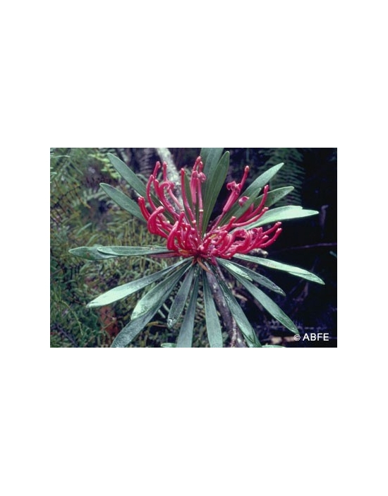 Monga Waratah Flower Australian Bush Flower Essences