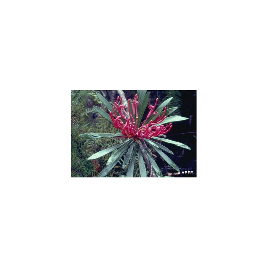 Monga Waratah Flower Australian Bush Flower Essences