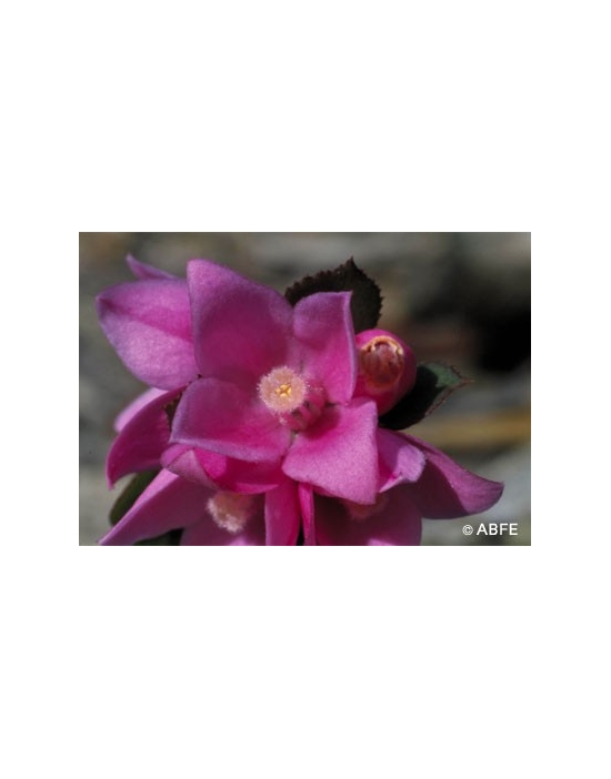 Australian Bush Flower Essences  Sydney Rose Fiori Australiani