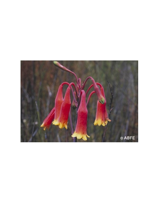 Christmas Bell Flower Australian Bush Flower Essences