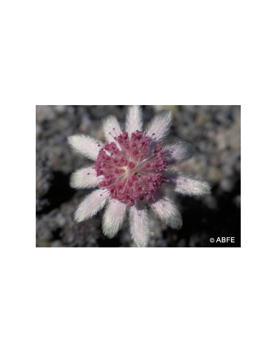 Australian Bush Flower Essences Pink Flannel Flower Fiori Australiani