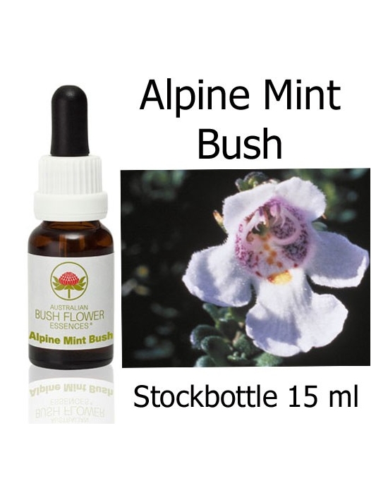 Buschblüten Stockbottles Alpine Mint Bush