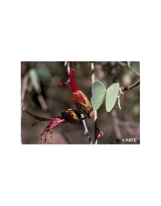 Australian Bush Flower Essences Fiori Australiani Bauhinia