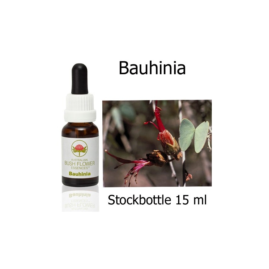 Bauhinia Australian Bush Flower Essences Stockbottle