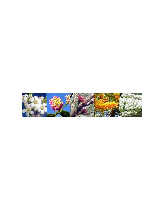 Essenze Floriali Change Aura sprays Australian Flower Essences