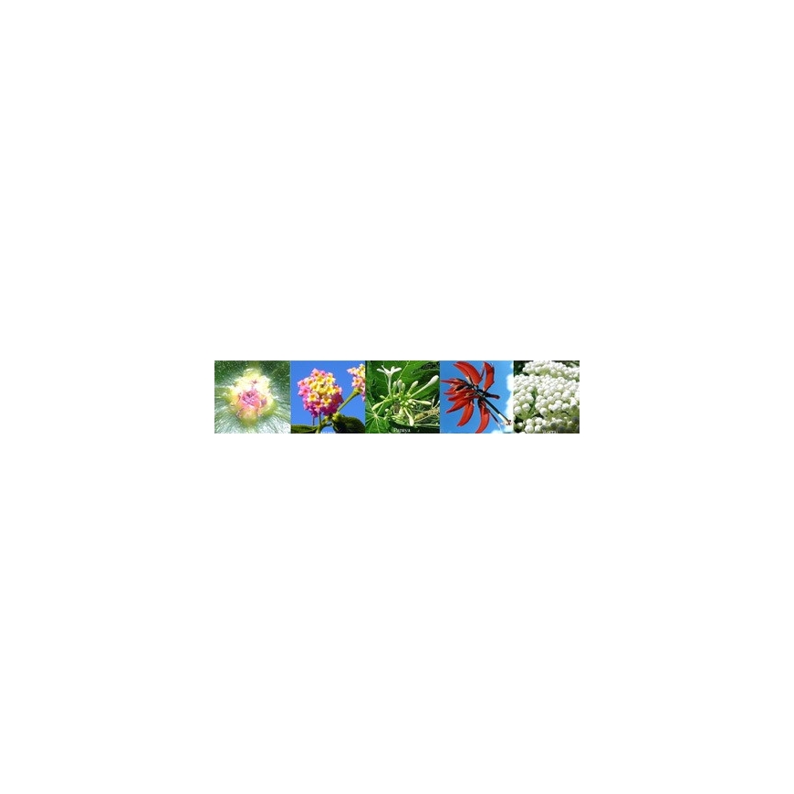 Essenze Floriali australiane Fiducia auraspray 50 ml Australian Flower Essences