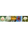 Essnze Floriali Focus Concentrazione auraspray Australian Flower Essences