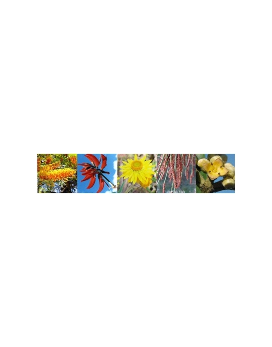 Flowers for Masculine  Aura spray Australian Flower Essences