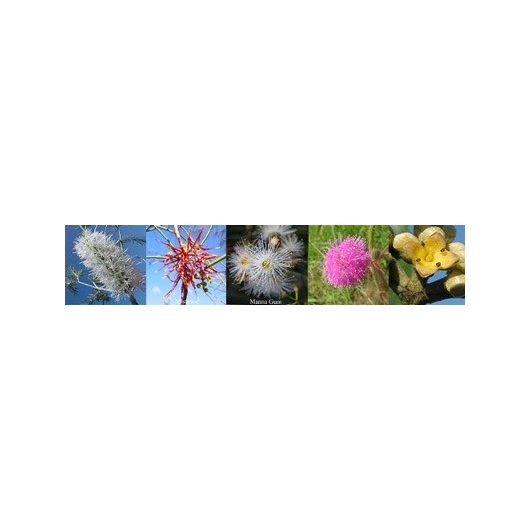 Blüten für Relief Notfall Australische Buschblüten Aurasprays