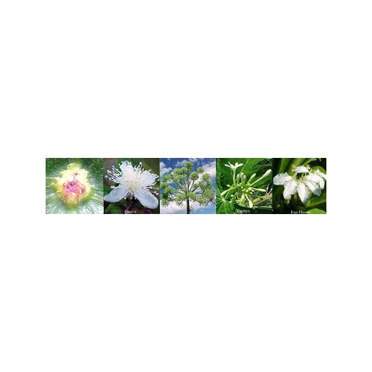 Blüten für Spirituality Spiritualität Australische Buschblüten Aurasprays