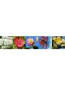 Essenze Floriali Success Successo auraspray Australian Flower Essences