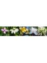 Balance spray vitali Australian Flower Essences essenze floreali australiane