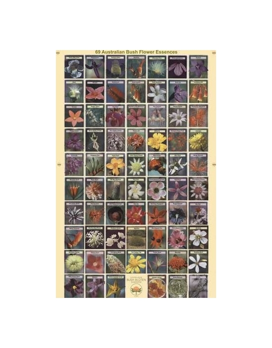 Poster Hochglanz 50 x 70 cm Australische Buschblüten Australian Bush Flower Essences