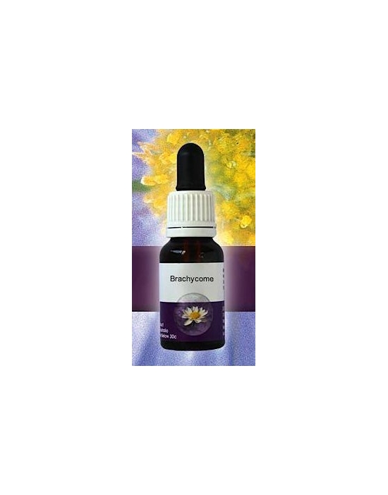 Brachycome Living Essences Stockbottle 15 ml Fiori Australiani