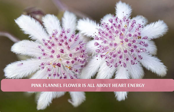 Pink Flannel Flower Fiori Australiani Australian Bush Flower Essences