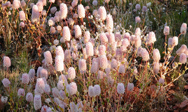 Tall Mulla Mulla Australian Bush Flower Essences