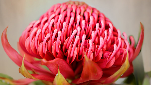 Waratah Fiori Australiani Australian Bush Flower Essences