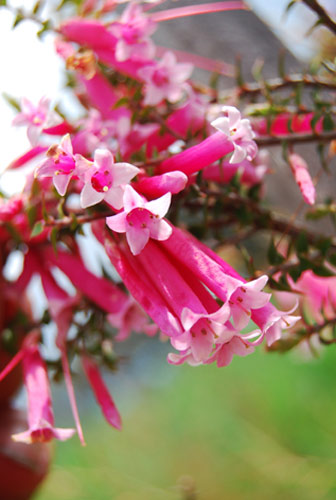 Bush Fuchsia Buschblüten von Australian Flower Essences
