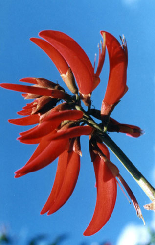 Coral Tree Australian Flower Essences Fiori Australiani