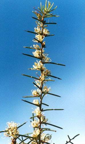 Dagger Hakea Fiori Australiani Australian Flower Essences