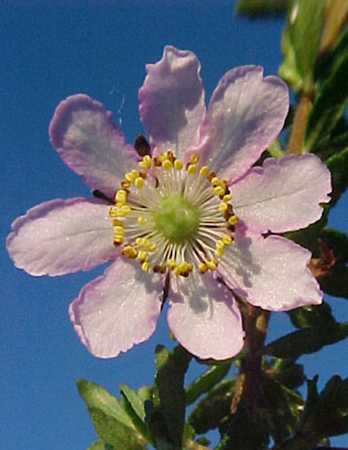 Dog Rose Fiori Australiani Australian Flower Essences