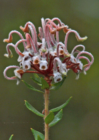 Grey Spider Buschblüten Australian Flower Essences