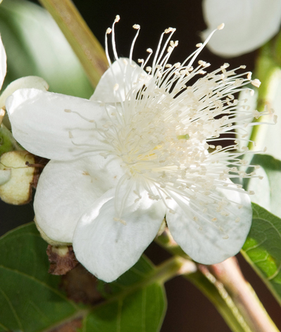 Guava Buschblüten Australian Flower Essences