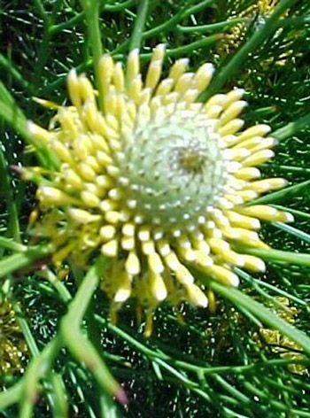 Isopogon Buschblüten Australian Flower Essences