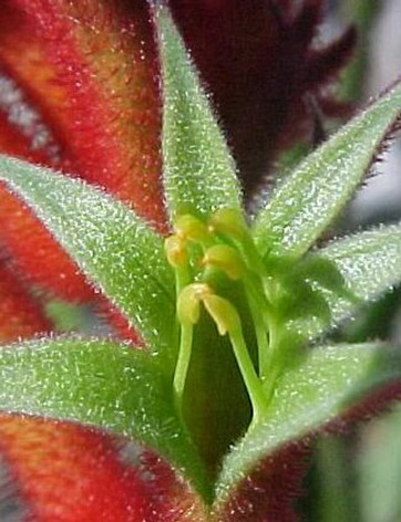 KANGAROO PAW Australian Flower Essences Fiori Australiani