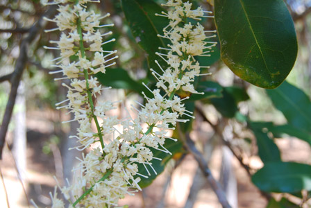 Macadamia Buschblüten Australian Flower Essences