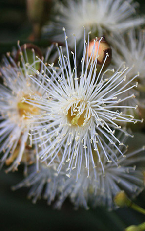MANNA GUM Australian Flower Essences Fiori Australiani