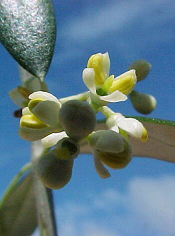 Olive Australian Flower Essences Fiori Australiani