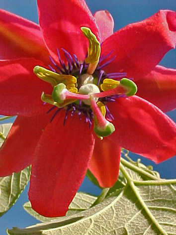 PASSION Buschblüten Australian Flower Essences