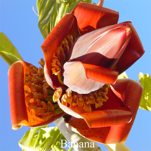 Banana Buschblüten Australian Flower Essences