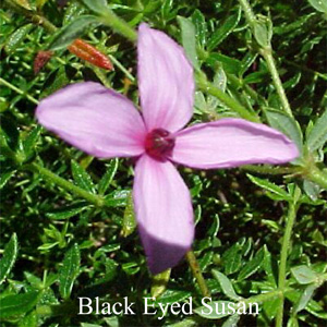 Black Eyed Susan Buschblüten Australian Flower Essencs