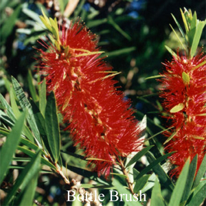 BOTTLEBRUSH Australian Flower Essences Fiori Australiani
