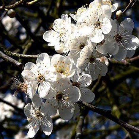 Pillules Cherry Plum no. 6 globules Just's Organic Bach Flower Essences